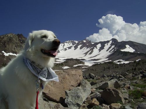 dog happy mountain