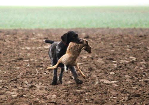 dog wirehaired hunting