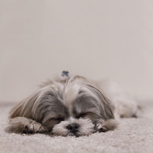 dog sleeping shih tzu