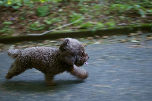 dog running run