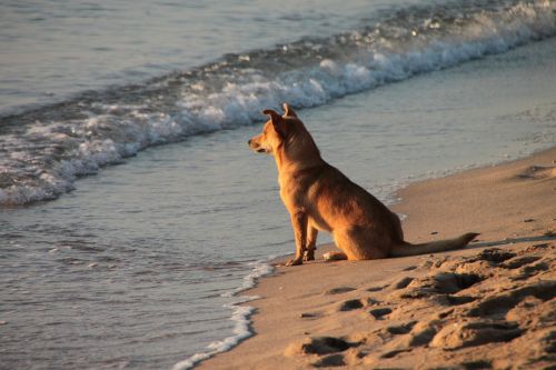 dog beach sand