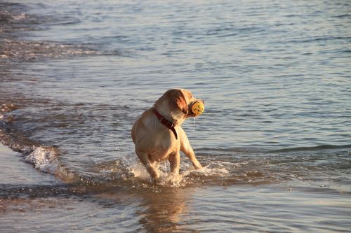 dog play running