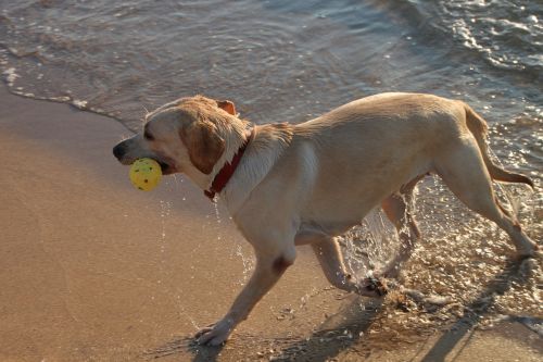 dog play running