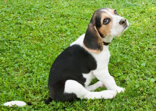 dog beagle puppy
