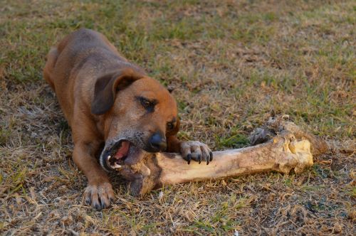 dog bone ostrich