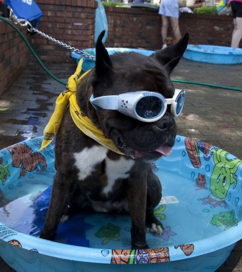 dog clothes goggles