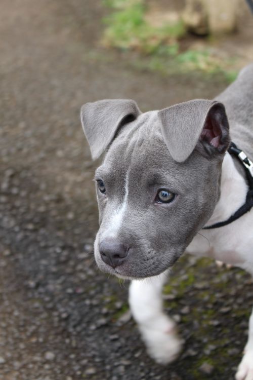 dog puppy grey