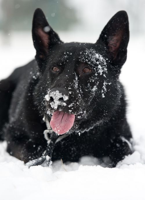 dog german shepherd snow