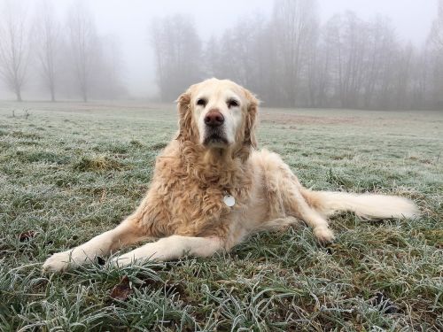 dog big dog golden retriever