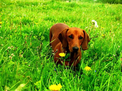 dog dachshund animal