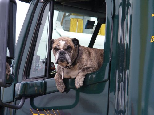 dog window truck