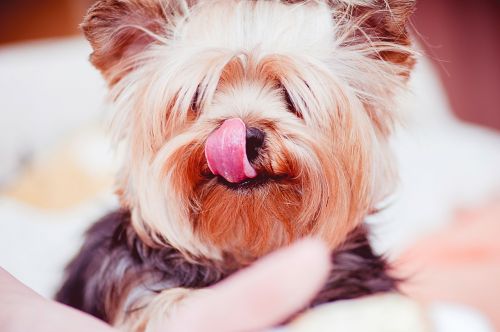 dog tongue pet