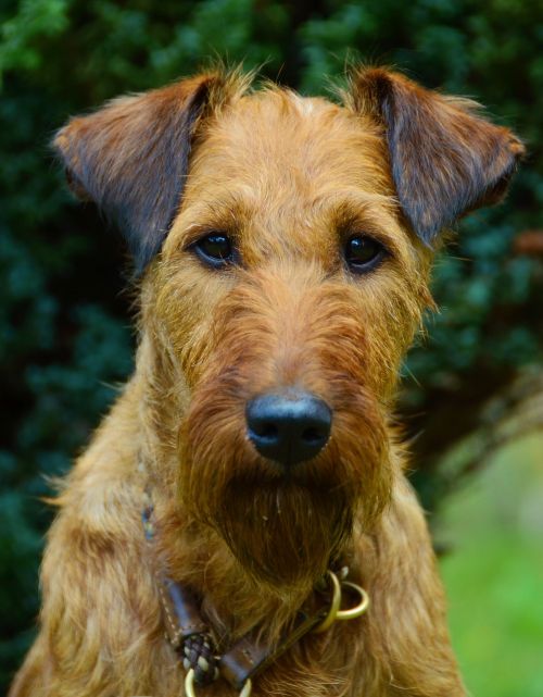dog irish terrier animal portrait