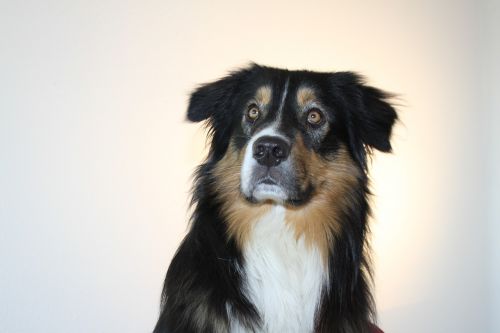 dog australian shepherd pet