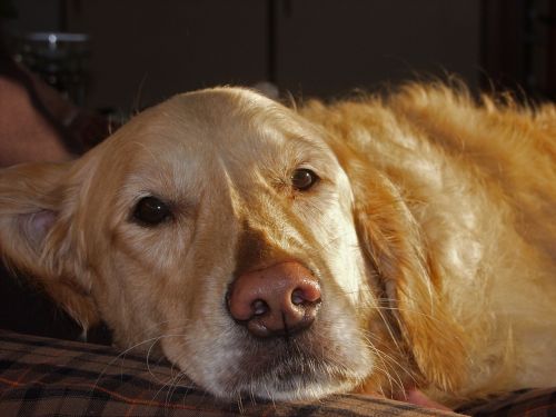 dog golden retriever sweet