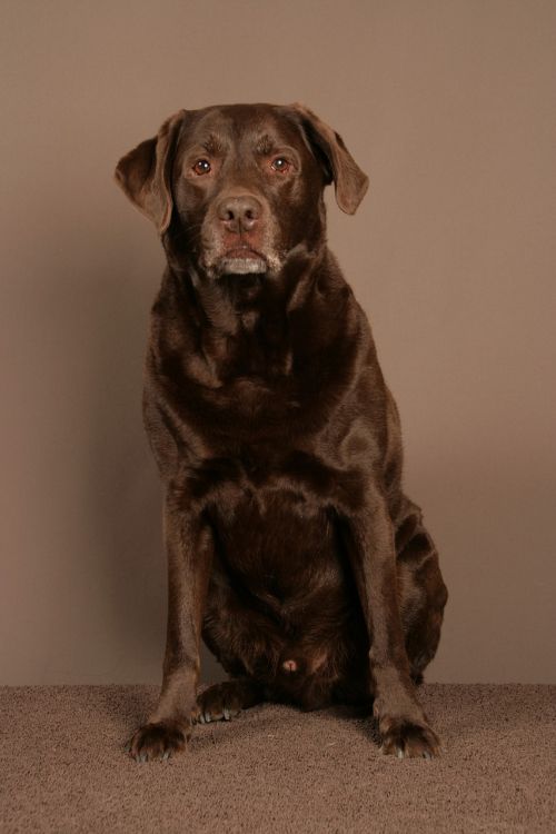 dog brown labrador