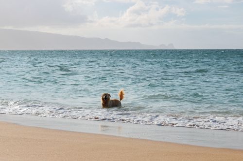 dog beach swim