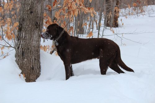 dog labrador brown
