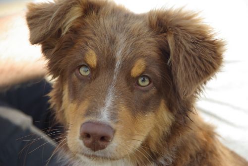 dog australian shepherd pet