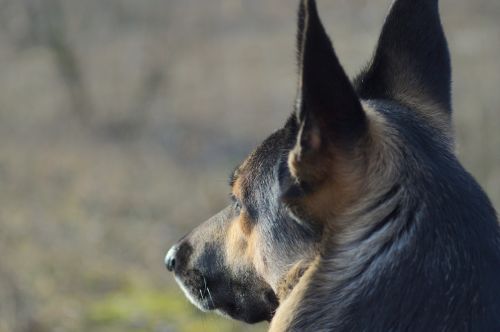 dog german shepherd pet