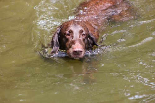 dog swimming lake