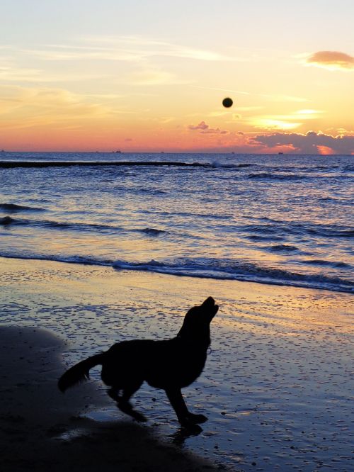 dog sea sunset