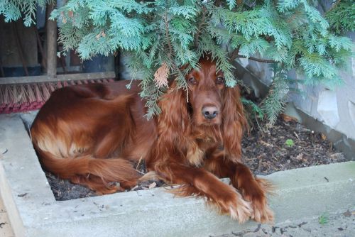 dog irish setter favorite place