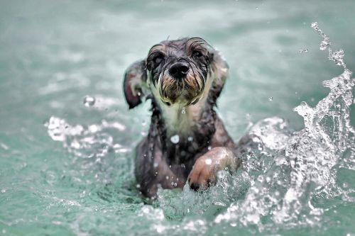 dog swim paddle