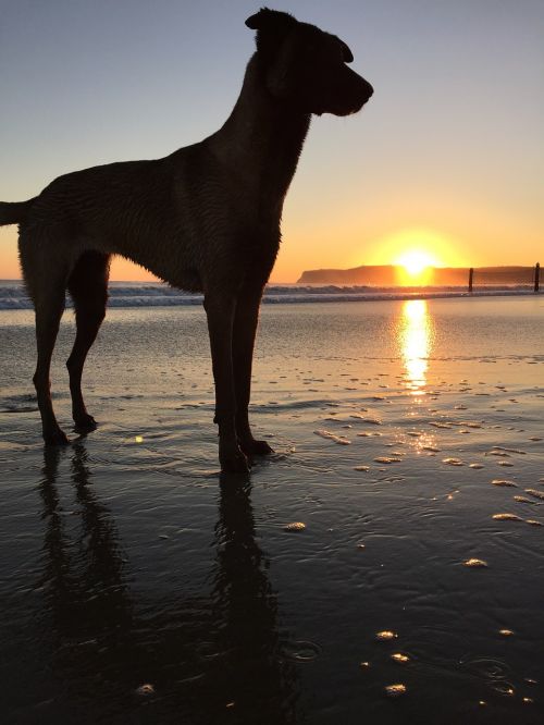 dog coastline sunset