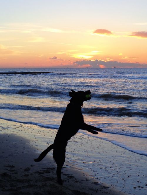sunset sea dog