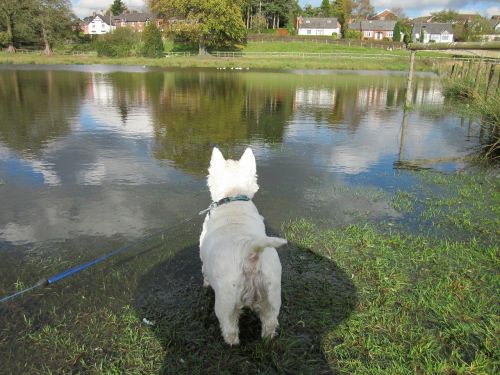 dog westie west highland white terrier