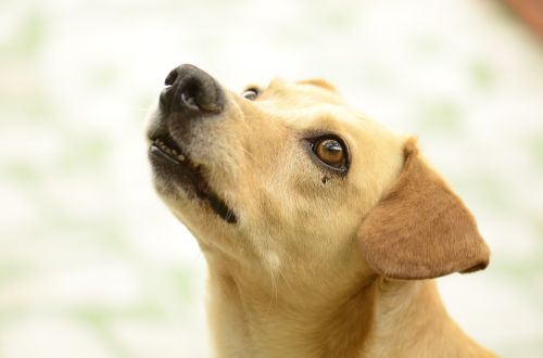 dog curious look