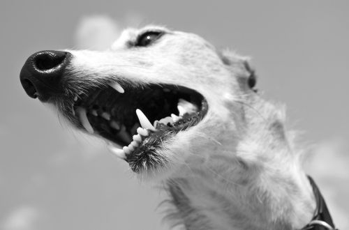 dog animal greyhound