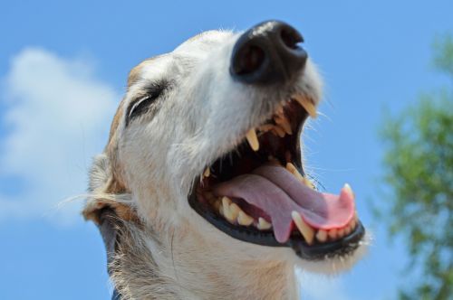 dog animal greyhound