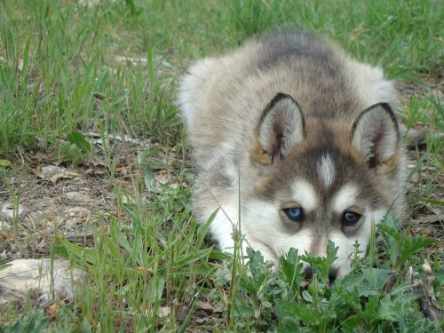 dog husky pet