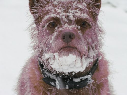 dog snow beard