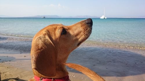dog beach puppy