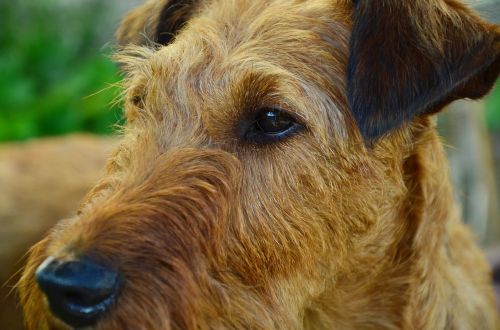 dog irish terrier hundeportrait