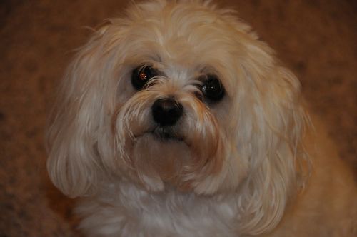 maltese poodle dog pet