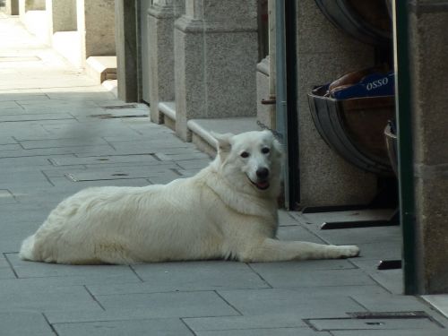 dog dog lying street