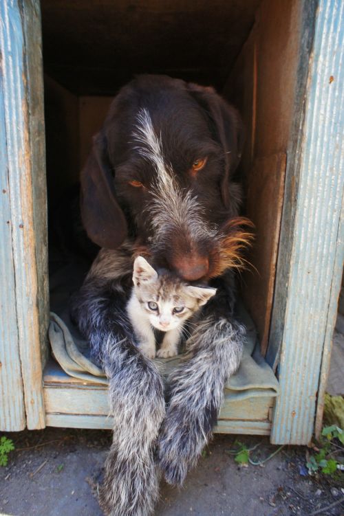 dog and cat animals dog