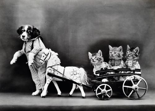Dog &amp; Cats Dressed Vintage