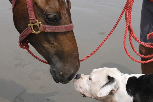 dog and horse animals looks