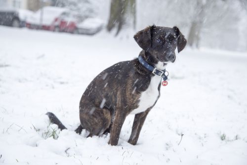 Dog And Snow