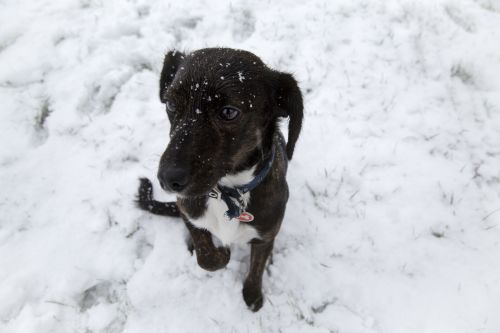 Dog And Snow