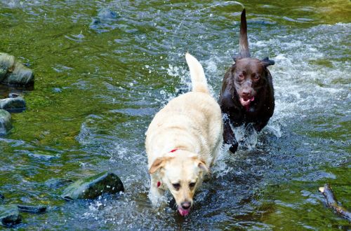 Dog And Water