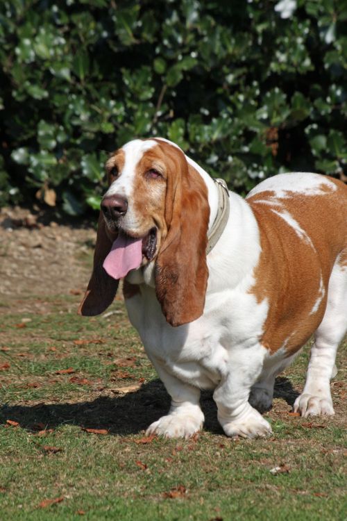 Dog, Basset Hound