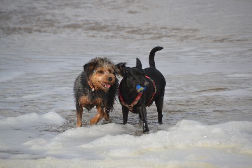 dogs on the beach dog mongrel dachshund yorkshire