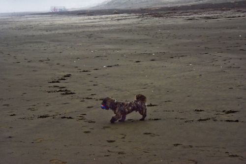 Dog Beach