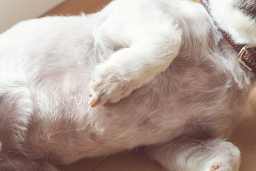 dog belly  white  white dog